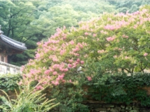 Корея - цветы